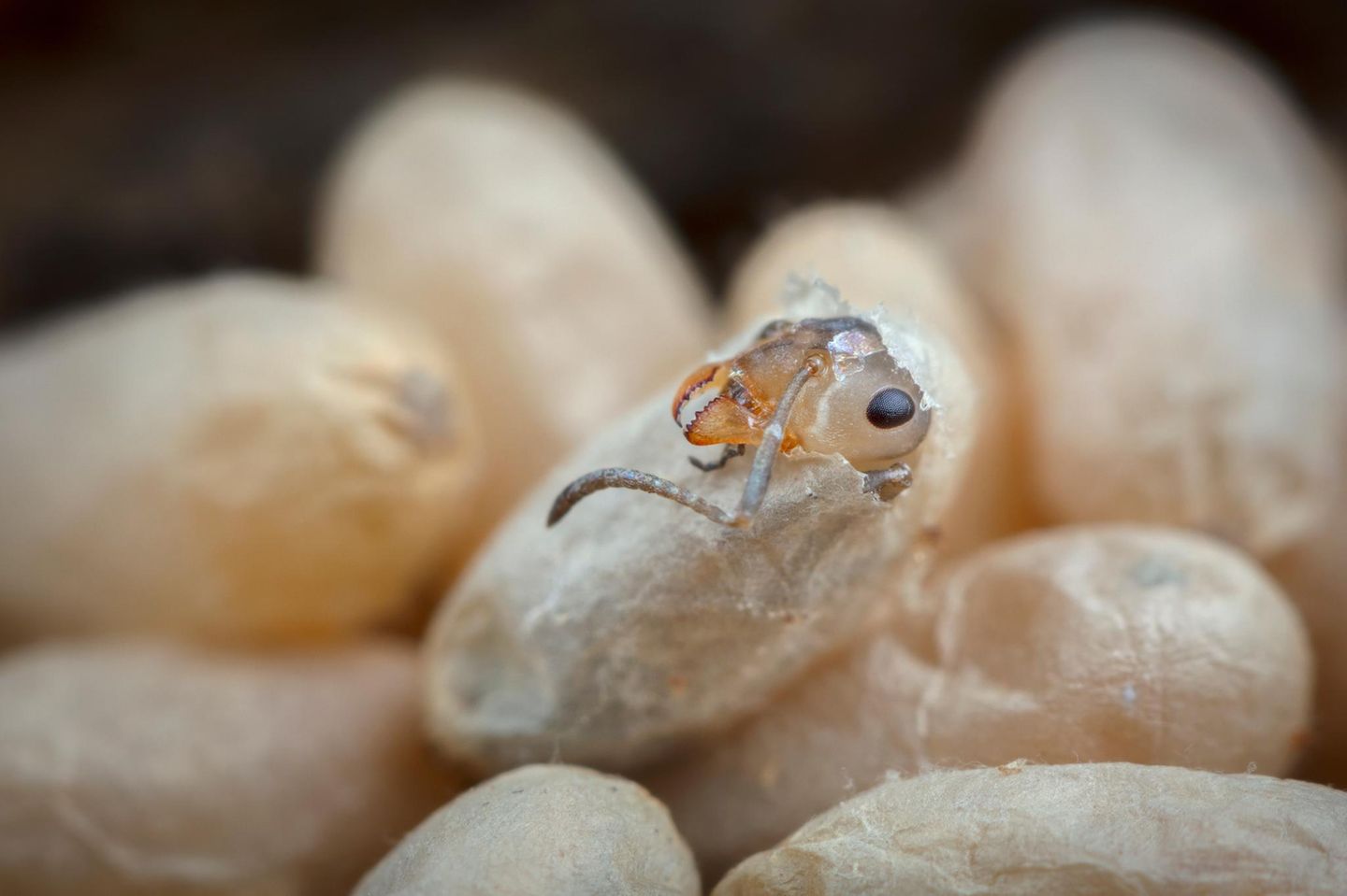 Waldameise schlüpft