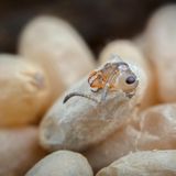 Waldameise schlüpft