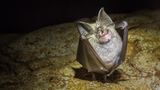 Baustopp: Die "Kleine Hufeisennase"