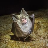 Baustopp: Die "Kleine Hufeisennase"