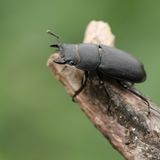 Baustopp: Hirschkäfer