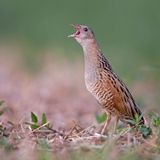 Baustopp: Wachtelkönig