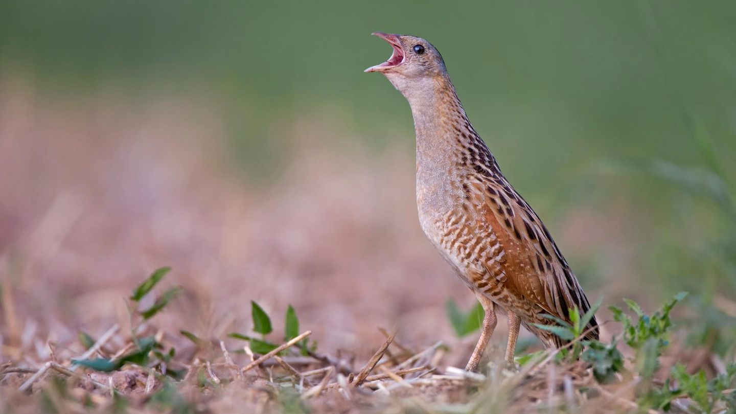 Baustopp: Wachtelkönig