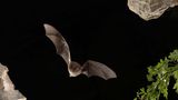 Baustopp: Mopsfledermaus