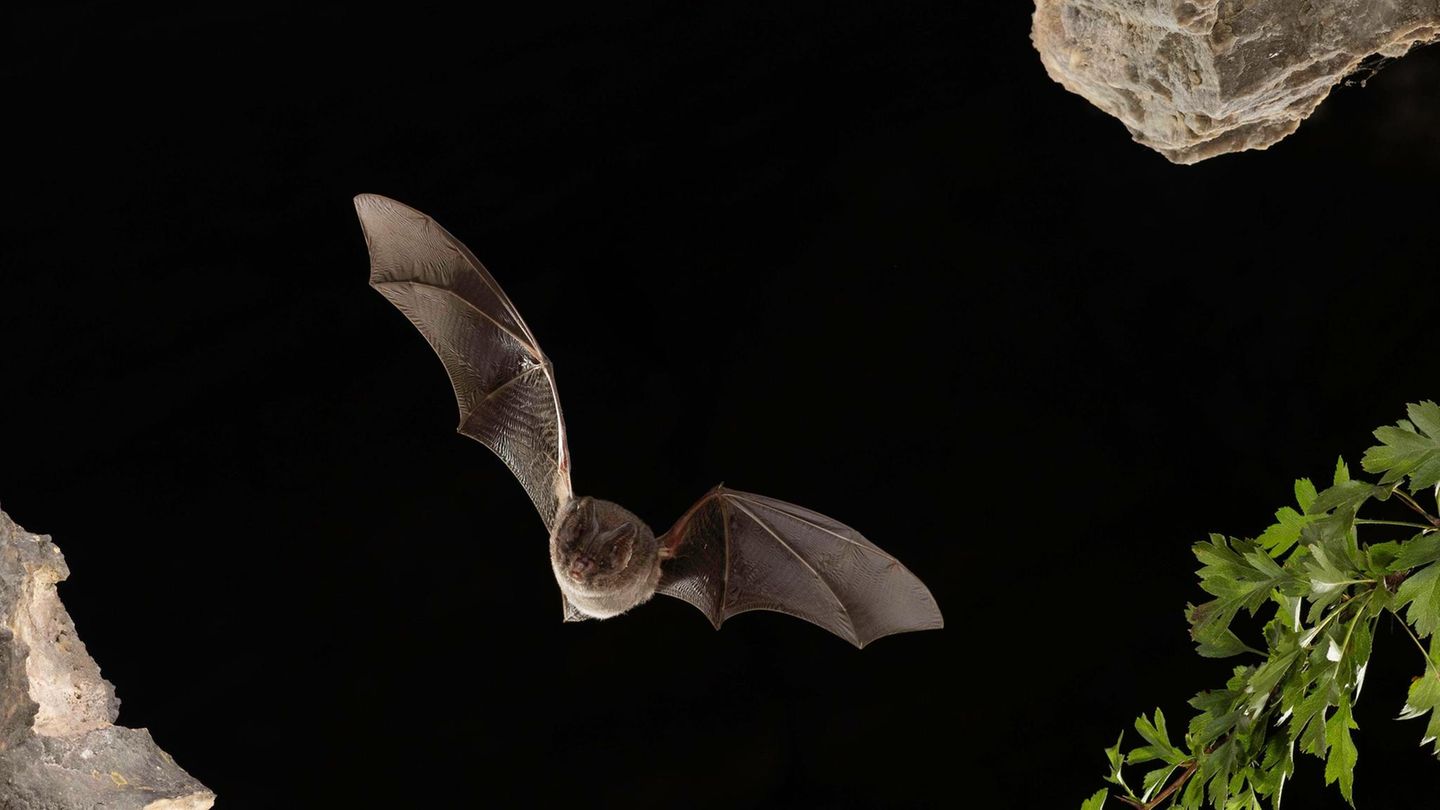 Baustopp: Mopsfledermaus