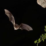 Baustopp: Mopsfledermaus