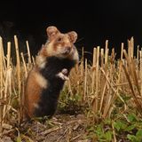 Baustopp: Feldhamster