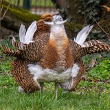 Baustopp: Großtrappe