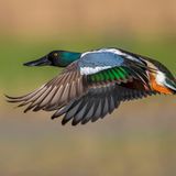 Baustopp: Löffelente