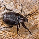 Baustopp: Juchtenkäfer