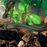 Baustopp: Bachneunauge