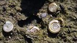 Baustopp: Zierliche Tellerschnecke