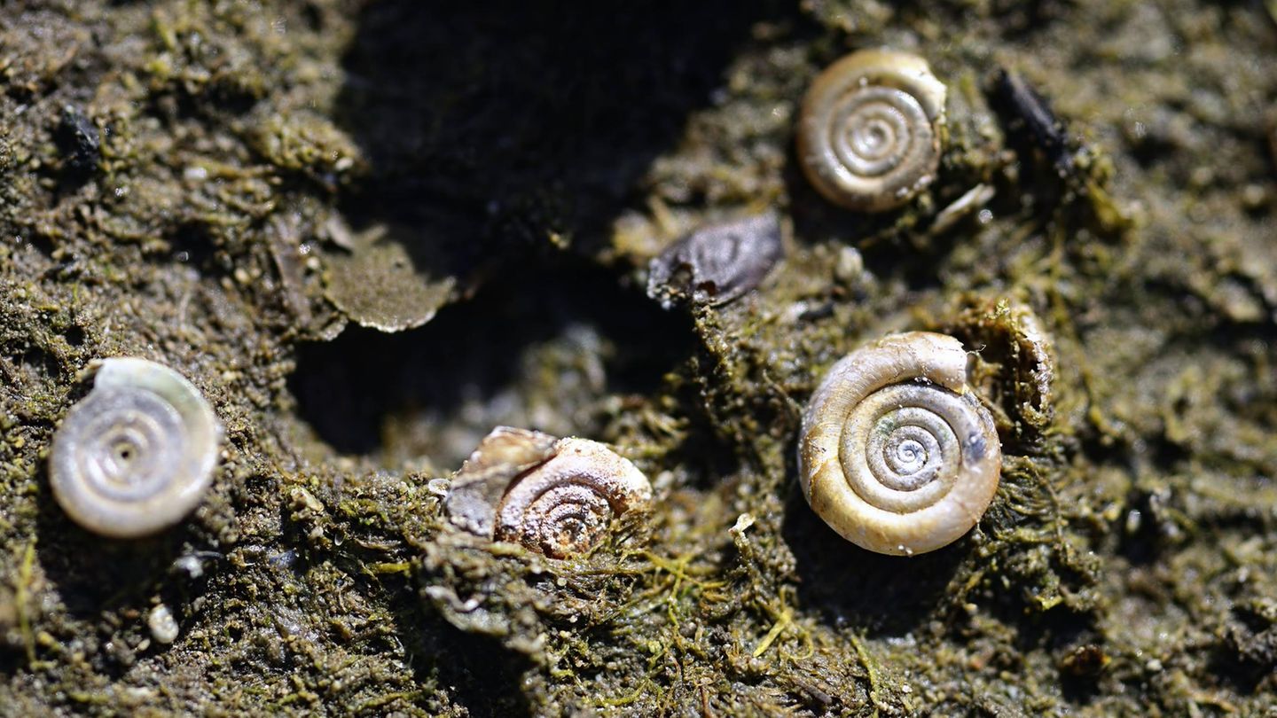 Baustopp: Zierliche Tellerschnecke