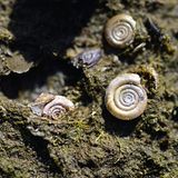 Baustopp: Zierliche Tellerschnecke