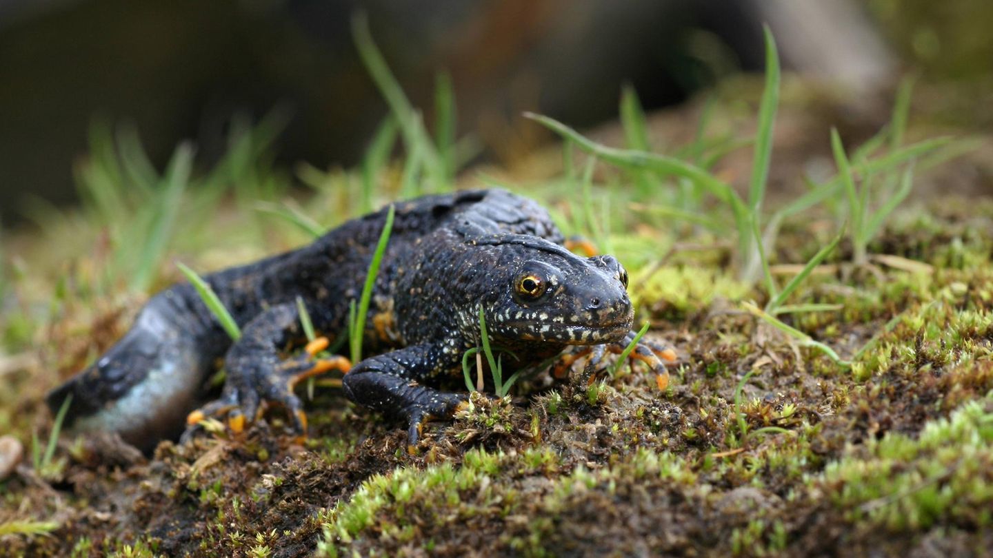 Baustopp: Kamm-Molch