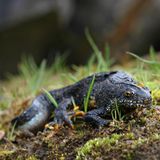 Baustopp: Kamm-Molch