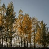 Hoch gewachsene Pappeln im Herbst