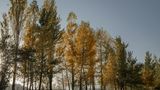 Hoch gewachsene Pappeln im Herbst
