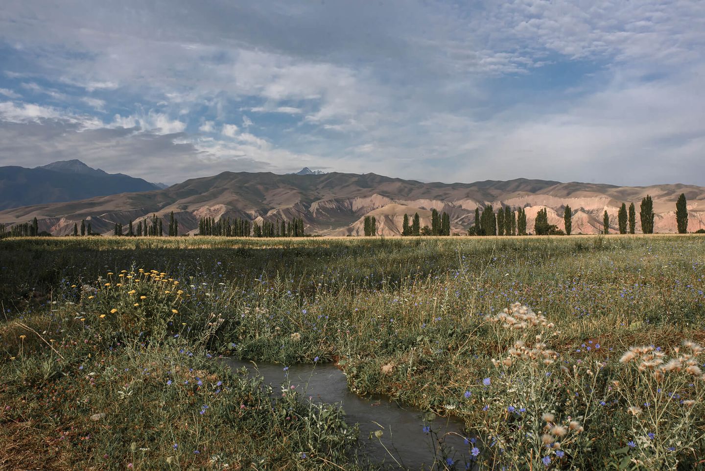 Eine Landschaftsaufnahme: vorne läuft ein Bach durch eine Wiese, im Hintergrund Berge, davor eine Pappelallee
