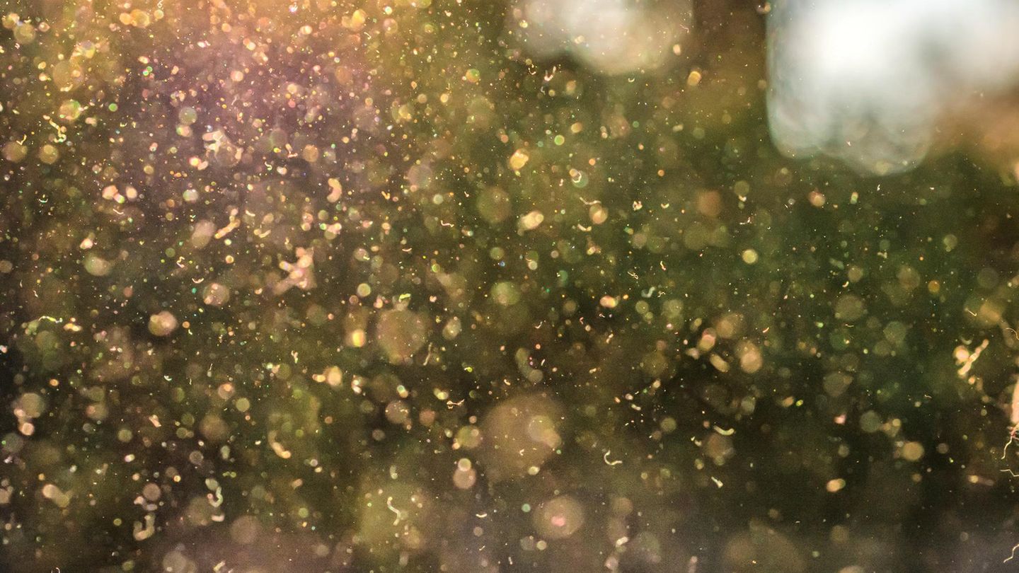 Pollen fliegen durch die Luft