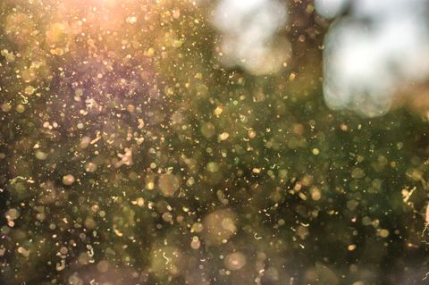 Pollen fliegen durch die Luft