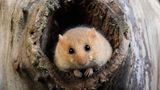 Baustopp: Haselmaus