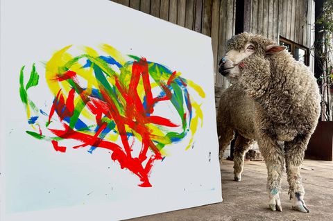 Weltweit einziges malendes Schaf entführt: Wer hat "Baanksy" gestohlen?