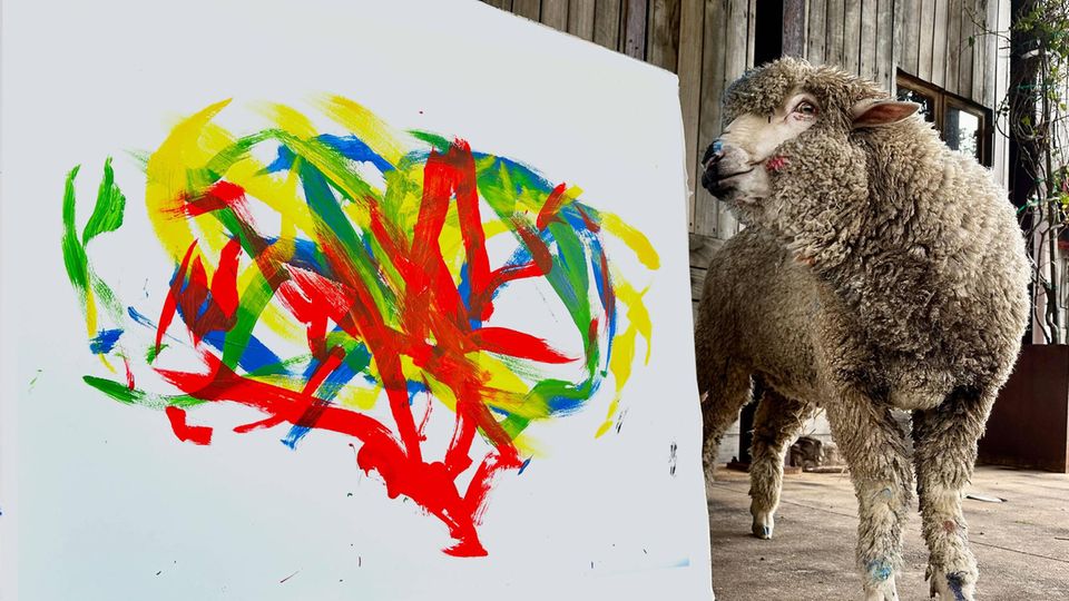 Weltweit einziges malendes Schaf entführt: Wer hat "Baanksy" gestohlen?