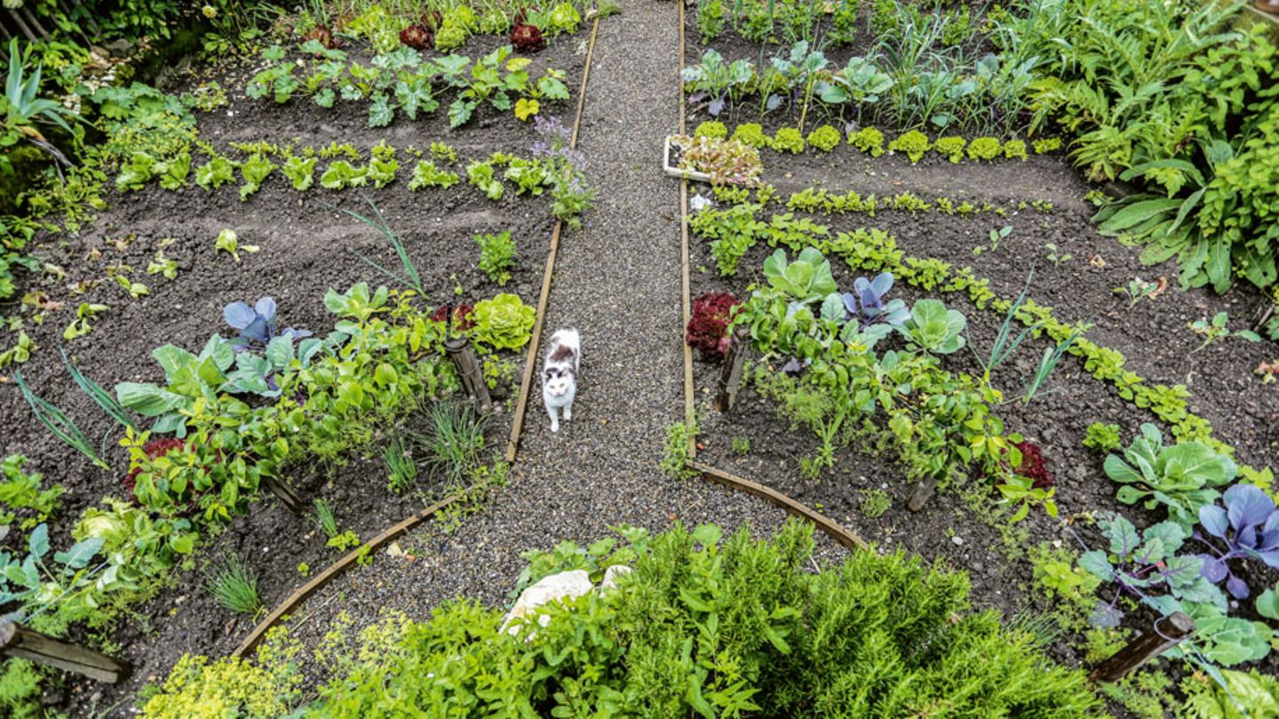Garten des Jahres Gemüsebeete