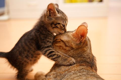 Tierliebe: Ein Kätzchen schmust mit seiner Mutter