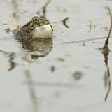 Baustopp: Wechselkröte