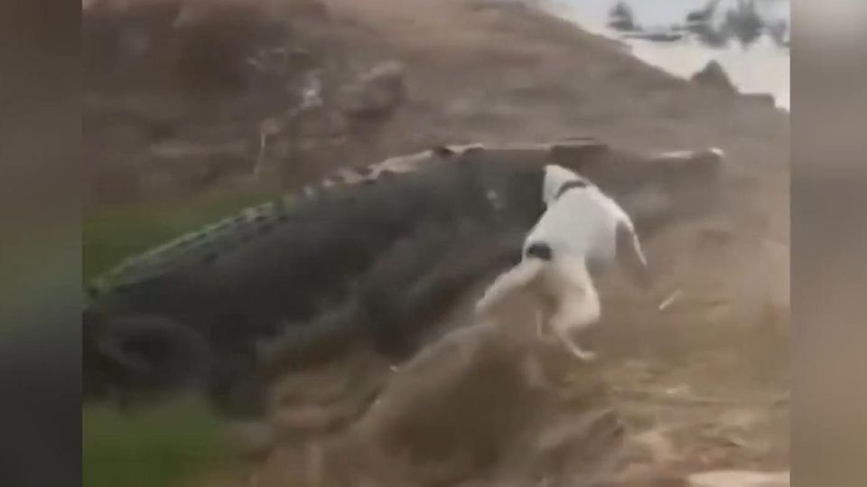Mutiger Vierbeiner: Hund beißt Krokodil – und jagt es in die Flucht Mutiger Vierbeiner: Hund beißt Krokodil – und jagt es in die Flucht
