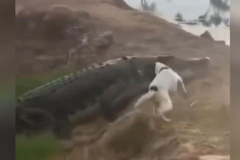 Mutiger Vierbeiner: Hund beißt Krokodil – und jagt es in die Flucht