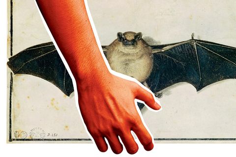 Zeichnung einer Fledermaus, darauf montiert das Bild eines Armes und einer Hand