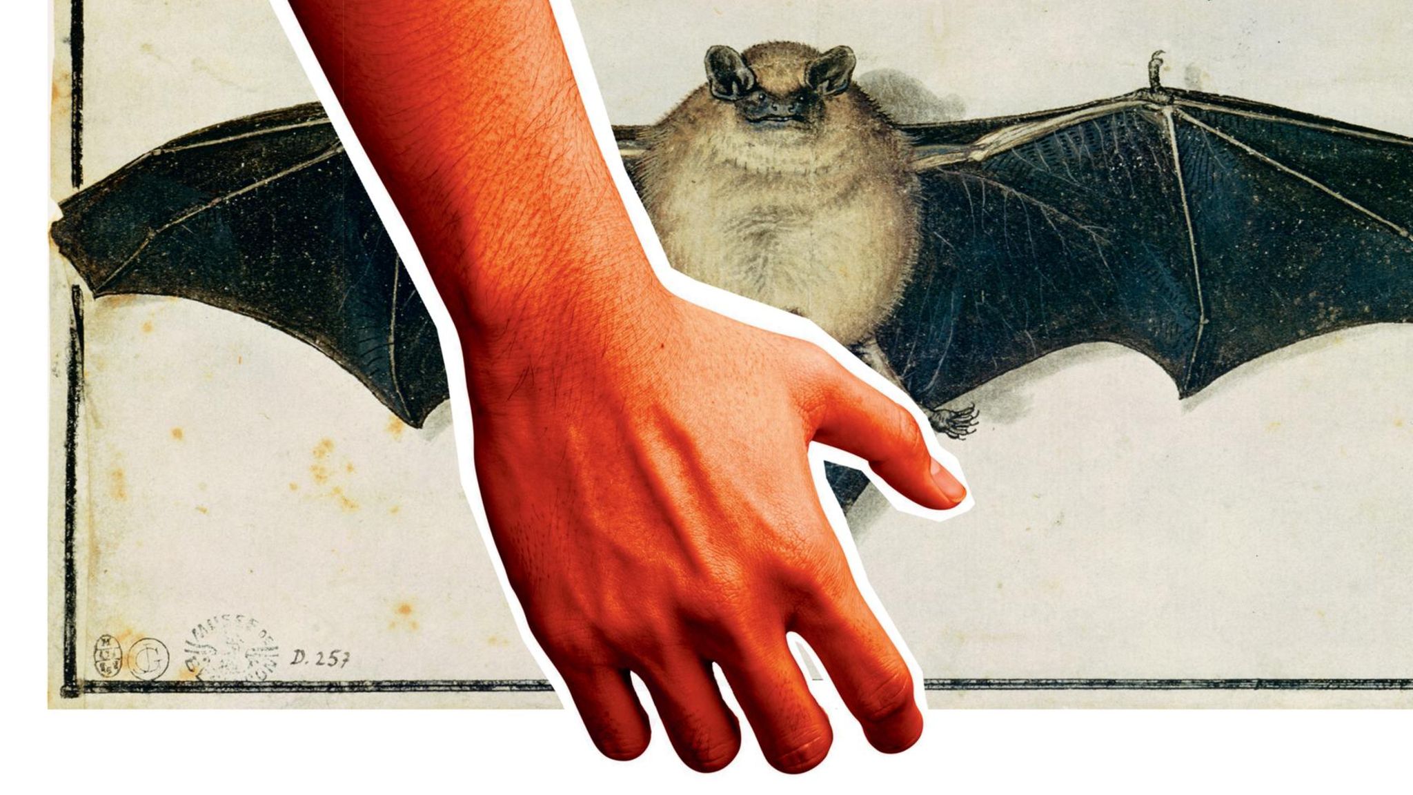 Zeichnung einer Fledermaus, darauf montiert das Bild eines Armes und einer Hand