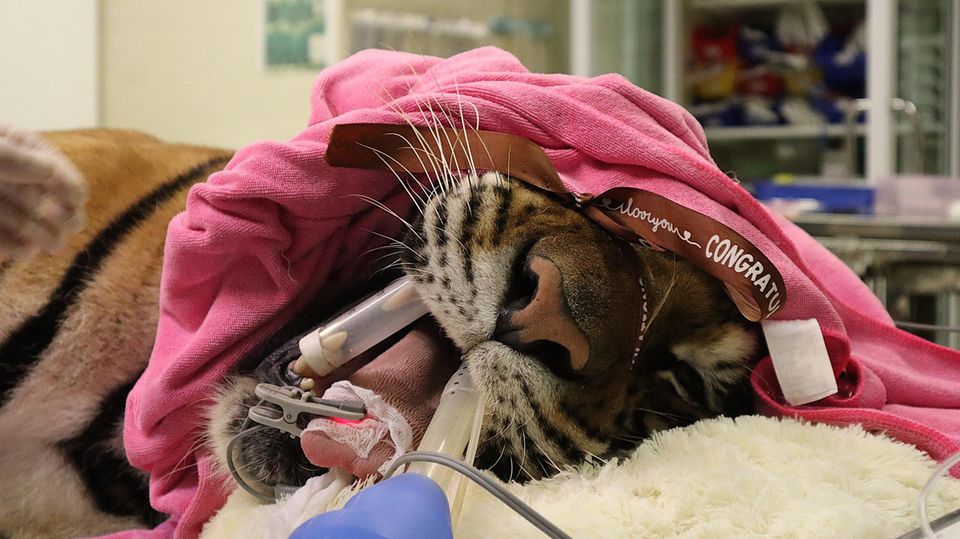 Der Tiger Hai Lap wurde aus einer Tigerfarm gerettet und bekommt in der Wildtierklinik einen Gesundheitscheck