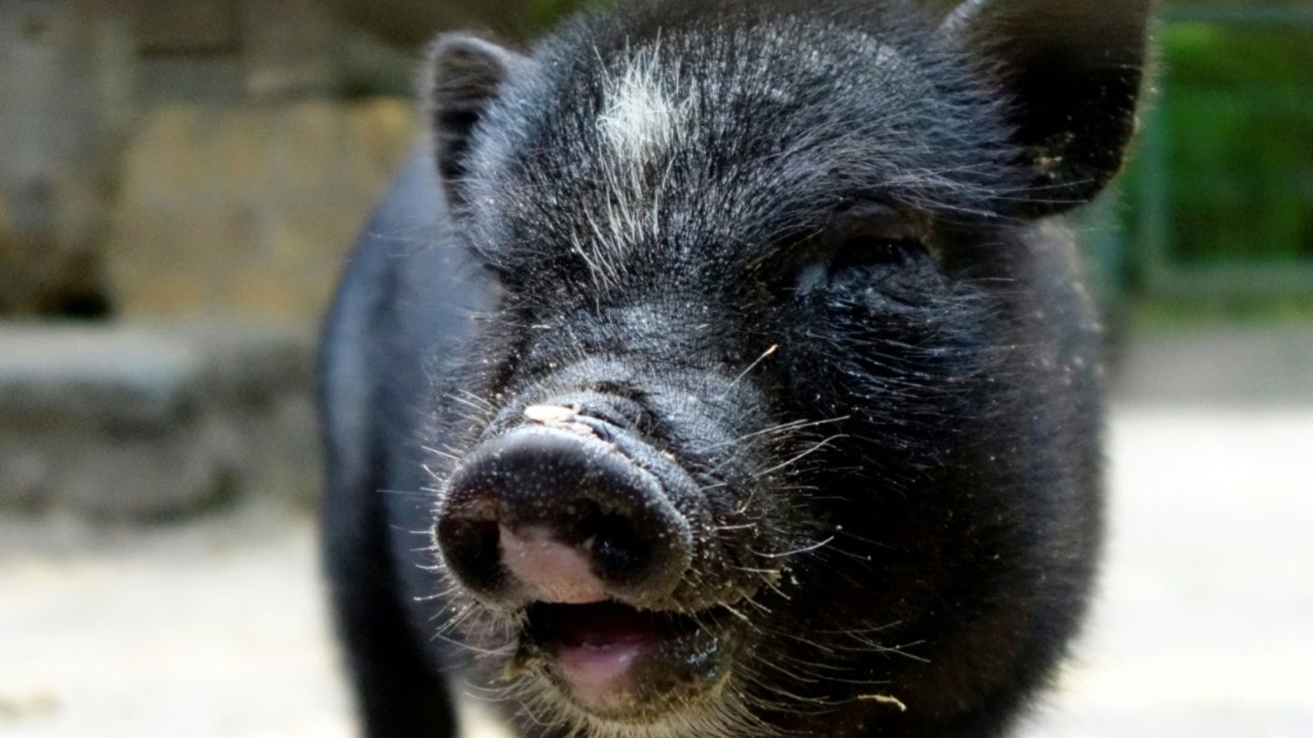 Hängebauchschwein in einem Tierpark