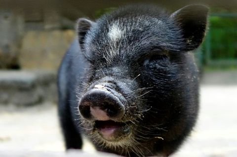 Hängebauchschwein in einem Tierpark