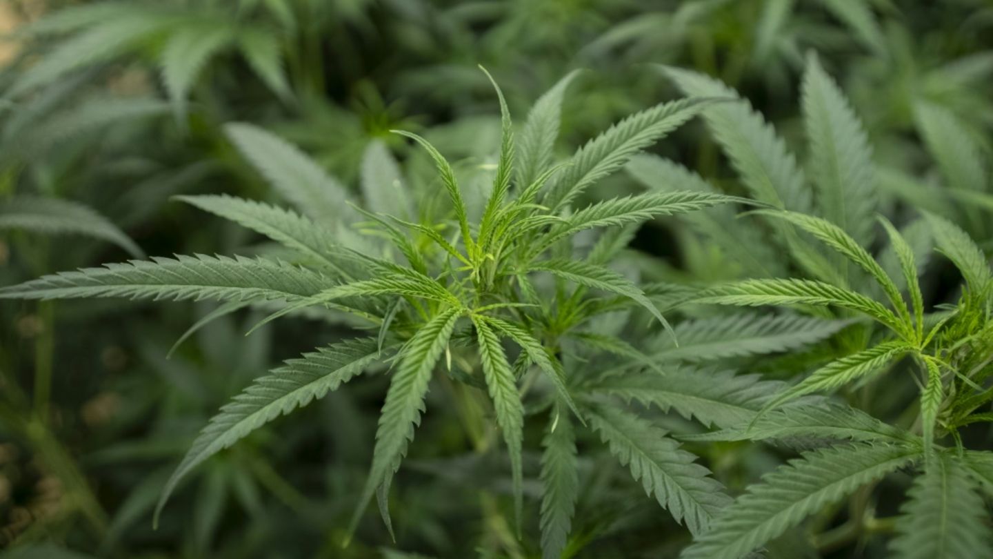 Umfrage zu Cannabisgesetz Mehr als die Hälfte gegen Aufhebung von