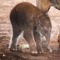 Kölner Zoo stellt Elefantenbaby vor (Video)