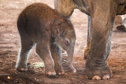 Kölner Zoo stellt Elefantenbaby vor (Video)