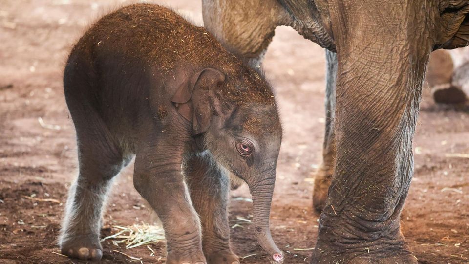 Kölner Zoo stellt Elefantenbaby vor (Video)