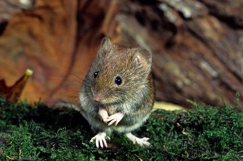 Hantavirus kleine Maus sitzt auf Moos