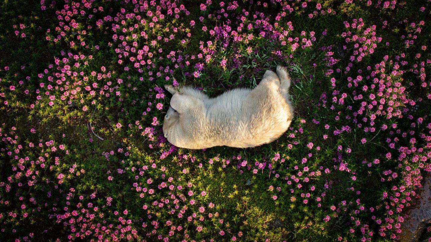 Churchill in der kanadischen Provinz Manitoba gilt als Eisbärenhauptstadt der Welt: Im Herbst ziehen die majestätischen Tiere in Scharen aus dem Landesinneren an die Küstenstadt und warten auf das Zufrieren des Meeres – und den Startschuss zur Robbenjagd. Der Fotograf Christopher Paetkau hat festgehalten, was die Bären im Sommer treiben. Auf der abgelegenen Insel Fireweed Island beobachtete er im ersten Morgenlicht einen Eisbären, der durch ein Meer aus magentafarbenen Weidenröschen streifte und im Leuchten des Sonnenaufgangs und der Blüten nach Küstenseeschwalben jagte. Als sich der Bär nach erfolgreicher Jagd zum Ausruhen auf die Röschen bettete, drückte Paetkau auf den Kameraauslöser seiner Drohne, die den friedlichen Moment aus respektvoller Entfernung einfing. Für sein Foto, das eindrücklich die Anpassungsfähigkeit der Tiere an eine sich verändernde Umwelt zeigt, erhält er die Auszeichnung "Foto des Jahres" des "The Nature Photography Contest 2024".