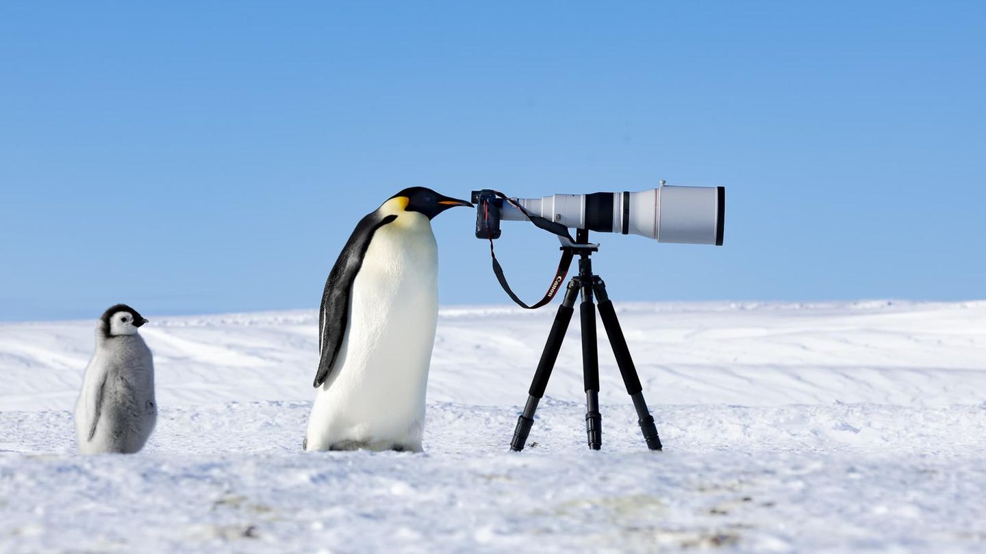 Kaiserlicher Spion Neugierde ist universell – das beweist diese Pinguinmutter mit ihrem Jungen im Schlepptau. Sie blickt interessiert durch die Linse der Kamera, die der Fotograf Thomas Vijayan auf einem Stativ in den eisigen Weiten der Antarktis aufgestellt hat. Sein Foto friert einen Moment ein, der die besondere Bindung zwischen Pinguineltern und ihren Kindern zeigt. Die Jury kürte Vijayan zum "Fotografen des Jahres". "Seine Fähigkeit, die Schönheit der Natur und der darin lebenden Tiere einzufangen, zeigt seine Meisterhaftigkeit und tiefe Verbundenheit mit der Welt der Natur", schreibt sie in ihrer Begründung.