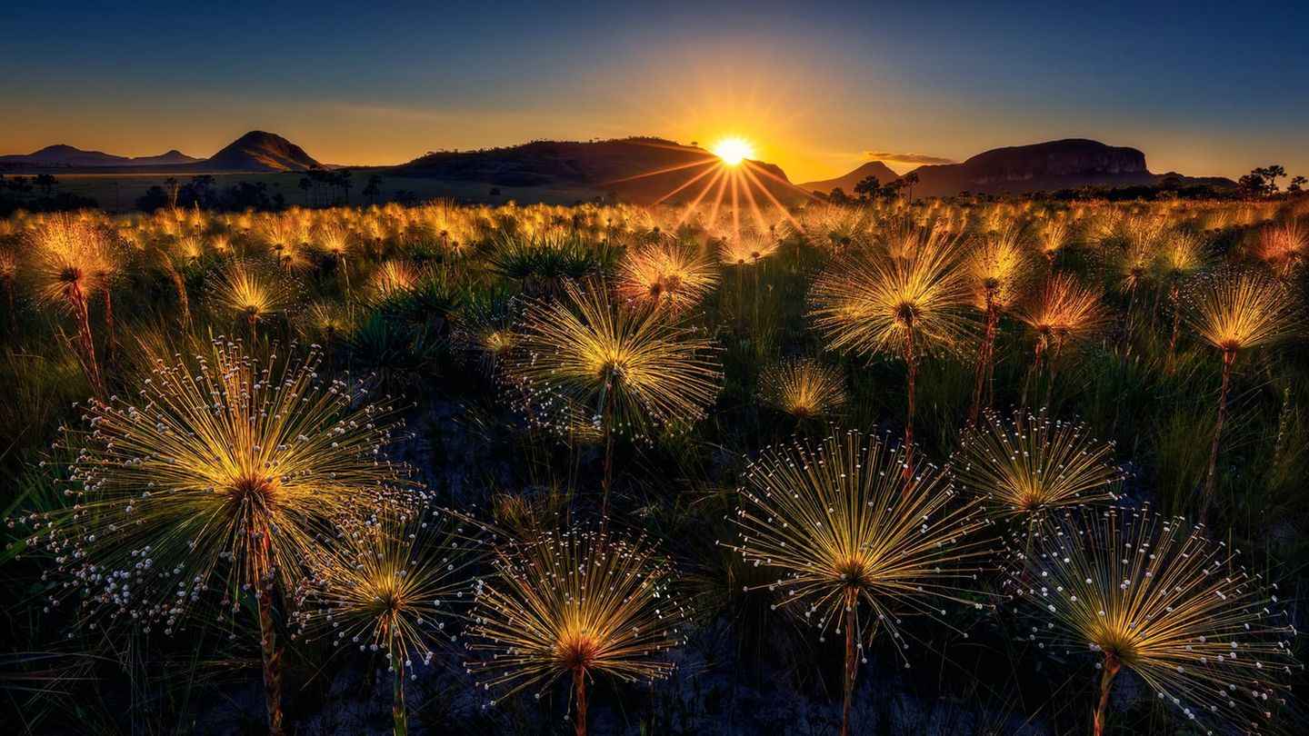 Feuerwerk Wer braucht schon Schwarzpulver, Schwefel und Chemikalien, wenn die Natur doch die prächtigsten Feuerwerke zündet? Die langstielige Wildblume Paepalanthus chiquitensis jedenfalls vermag Sonnenlicht so zu reflektieren, dass der Eindruck entsteht, die seltenen Blumen würden leuchten. Marcio Cabral hat das optische Phänomen im brasilianischen Nationalpark Chapada dos Vaedeiros eingefangen und zählt damit zu den Finalisten in der Kategorie "Planzenwelt".