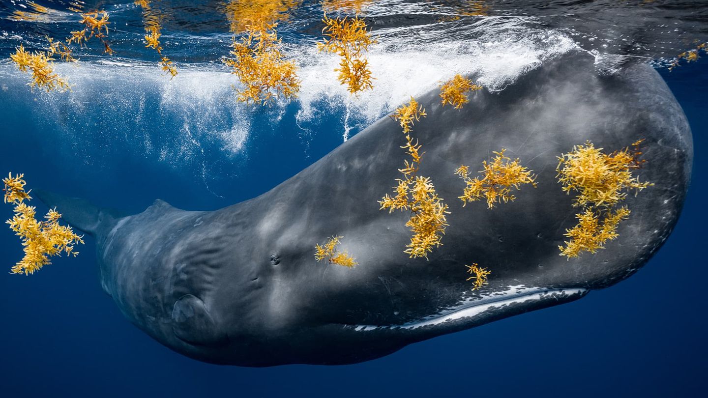 Moby Dick Tonnenweise Sargassum-Algen treiben im Wasser, als James Ferrara vor der Küste von Dominica mit einer Herde Pottwale taucht. Plötzlich rast ein gigantischer Pottwal auf den Fotografen zu. Doch der lässt sich nicht beeindrucken und drückt auf den Auslöser seiner Kamera, während der Wal wie ein Zug um Haaresbreite an ihm vorbeirauscht. Die Standhaftigkeit zahlt sich aus: Mit seiner Bildkomposition aus den Braunalgen und dem Wal aus nächster Nähe gewinnt Ferrara in der Kategorie "Unterwasser".