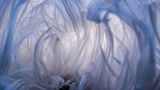 Haareis ist ein Naturschauspiel, das sich nur selten zeigt: Die an Zuckerwatte erinnernde Struktur bildet sich auf feuchtem Totholz – allerdings nur dann, wenn gleichzeitig Temperaturen um 0 Grad Celsius, eine hohe Luftfeuchtigkeit und absolute Windstille herrschen. Die haarige Struktur entsteht vermutlich, weil Pilze das Wasser im Holz an die Oberfläche drücken, wo es sich beim Gefrieren ausdehnt. Das aus dem Holz nachdrängende Wasser drückt das Eis in seiner speziellen Form heraus und verwandelt es in feine Eiswolle. Meist verschwindet das Haareis nach wenigen Stunden. Berthold Grünhagen hat es für die Ewigkeit festgehalten und gewinnt damit in der Kategorie "Makrofotografie".