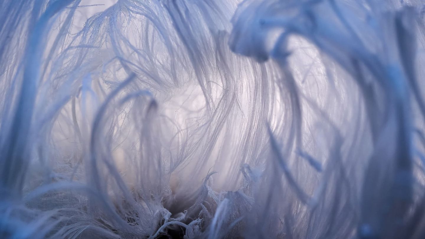 Schnell verderblich: Eiswolle Haareis ist ein Naturschauspiel, das sich nur selten zeigt: Die an Zuckerwatte erinnernde Struktur bildet sich auf feuchtem Totholz – allerdings nur dann, wenn gleichzeitig Temperaturen um 0 Grad Celsius, eine hohe Luftfeuchtigkeit und absolute Windstille herrschen. Die haarige Struktur entsteht vermutlich, weil Pilze das Wasser im Holz an die Oberfläche drücken, wo es sich beim Gefrieren ausdehnt. Das aus dem Holz nachdrängende Wasser drückt das Eis in seiner speziellen Form heraus und verwandelt es in feine Eiswolle. Meist verschwindet das Haareis nach wenigen Stunden. Berthold Grünhagen hat es für die Ewigkeit festgehalten und gewinnt damit in der Kategorie "Makrofotografie".