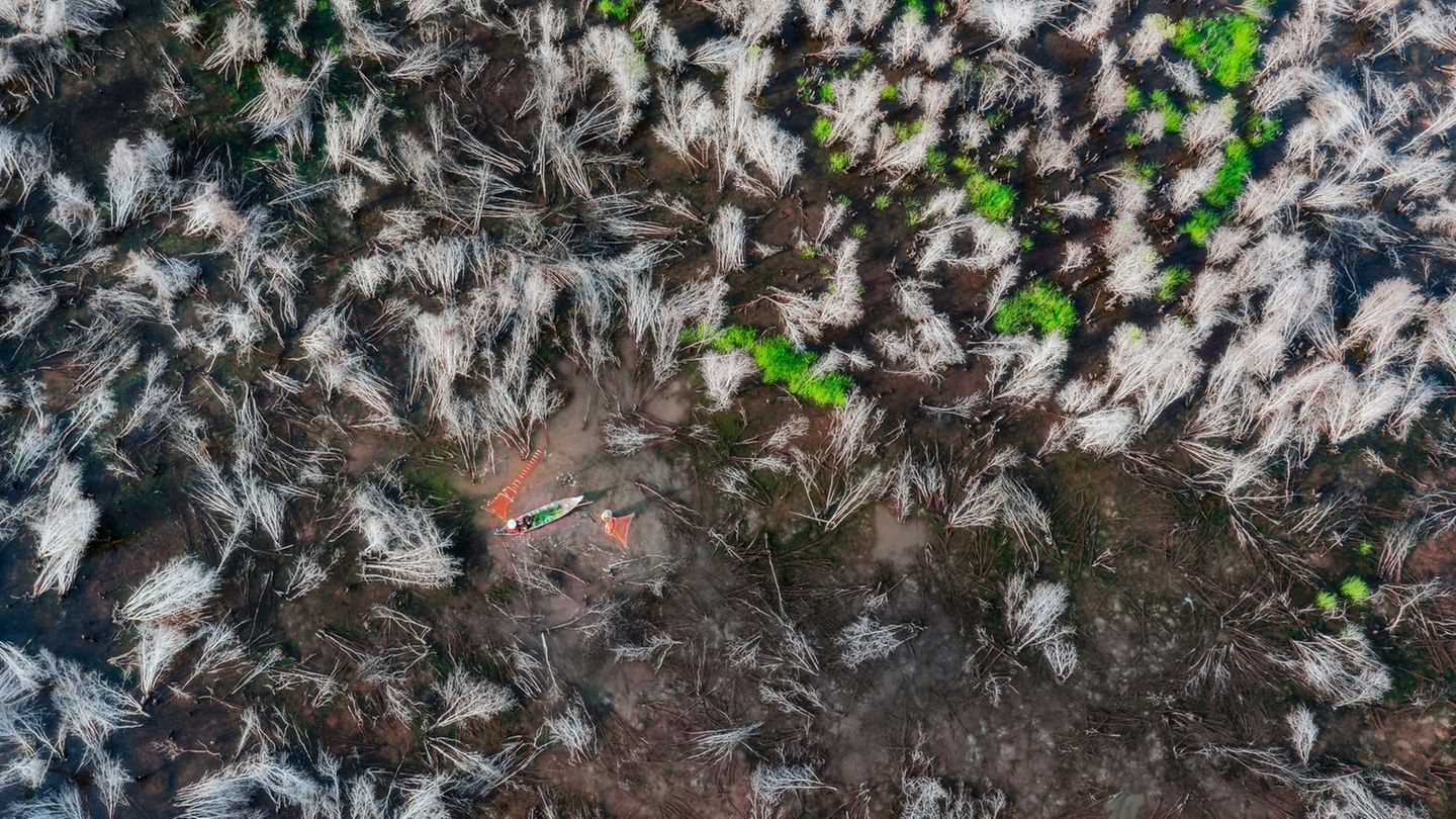 Wiedergeburt Der Anblick ist schockierend: Das Arten- und Habitatschutzgebiet Phú Mỹ in Vietnam, ein saisonales Feuchtgebiet, ist nach einem verheerenden Brand fast vollständig niedergebrannt. Aus der überfluteten Fläche, auf der eine Fischerfamilie mit ihrem Boot fährt, ragen verkohlte Baumstümpfe. Doch schon sprießt wieder das erste Grün: Ein Zeichen dafür, dass das Leben aller Trostlosigkeit zum Trotz weitergeht – und neu entsteht. Diem Cao ist Finalist in der Kategorie "Umweltauswirkungen".
